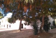 Sale - Finca - Aspe