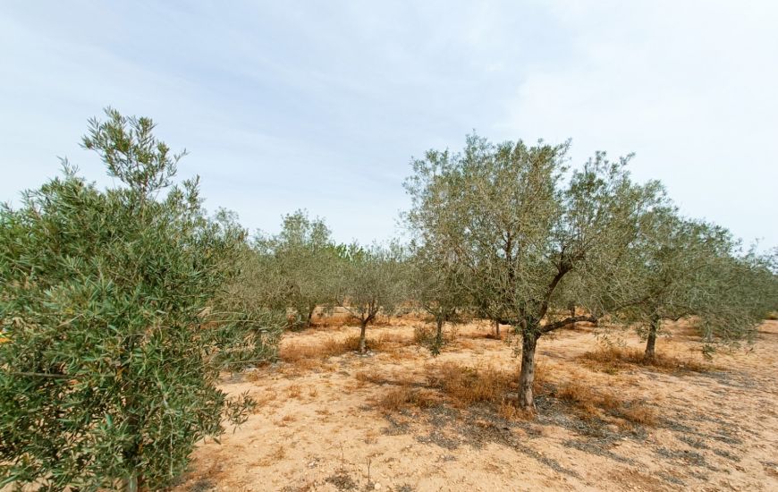 Sale - Villa - Hondon de los Frailes