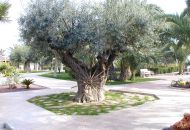 Sale - Villa - Elche