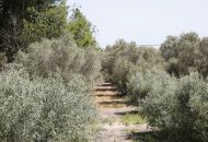 Sale - Finca - Dolores