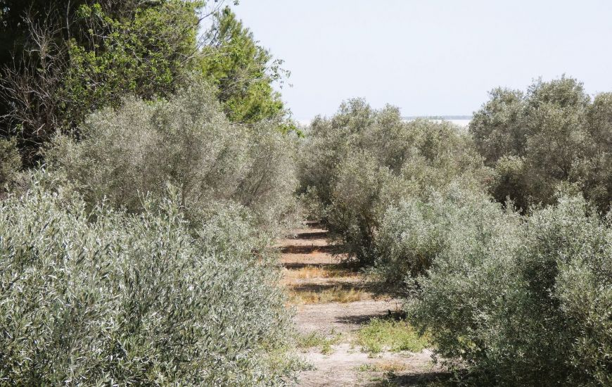 Sale - Finca - Dolores