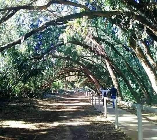 Venta - Bungalow - Torrevieja