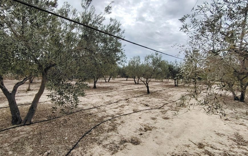 Sale - Finca - Novelda
