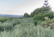 Sale - Villa - 