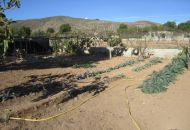 Sale - Finca - Hondon de los Frailes