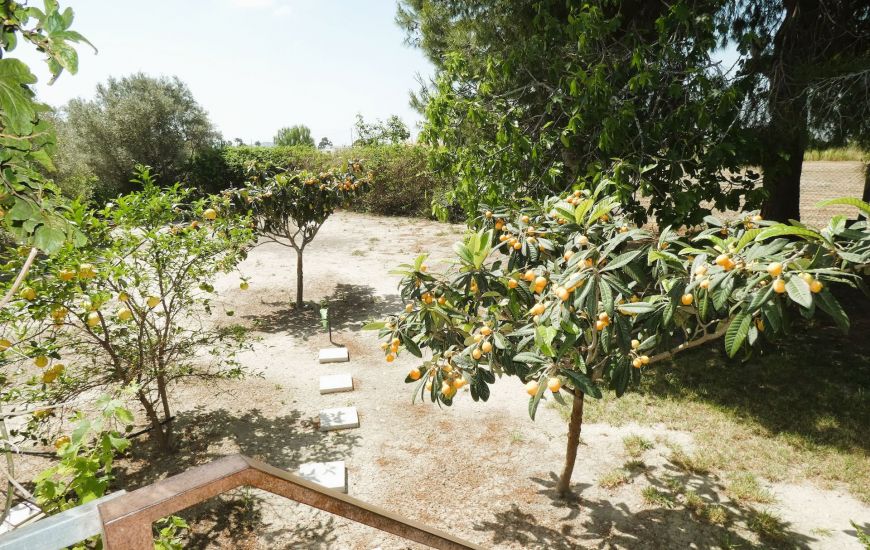 Sale - Finca - Dolores