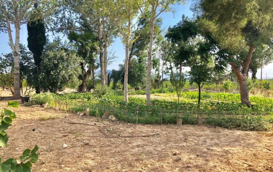 Venta - Villa - Crevillente - Crevillent