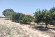 Sale - Finca - Rojales