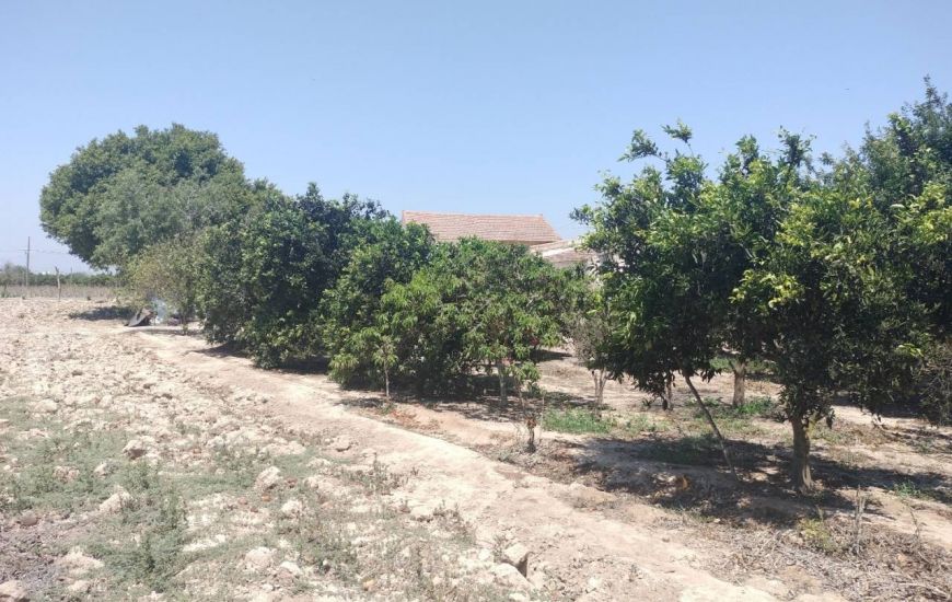 Sale - Finca - Rojales