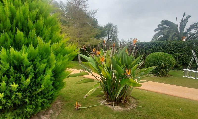 Sale - Villa - Hondón de las Nieves