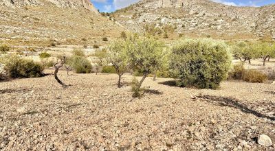 Terreno - Venta - Orihuela - Orihuela