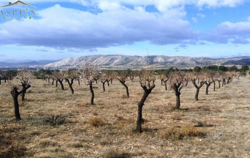 Venta - Terreno - Biar