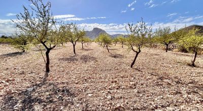 Terreno - Venta - Orihuela - Orihuela