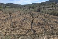 Venta - Terreno - Hondón de las Nieves