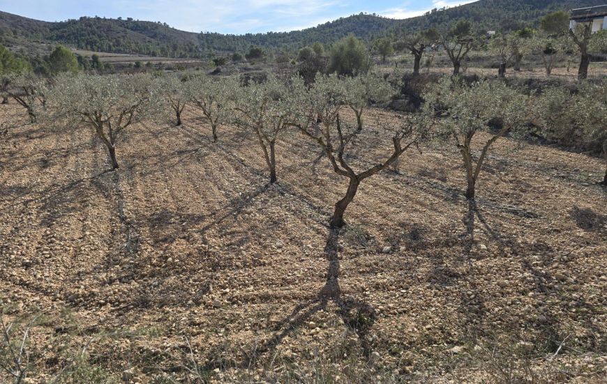 Venta - Terreno - Hondón de las Nieves