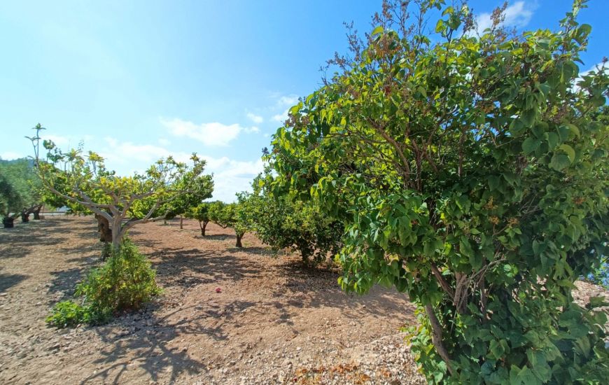 Venta - Casa Rural - Aspe
