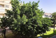 Sale - Apartments - Torrevieja