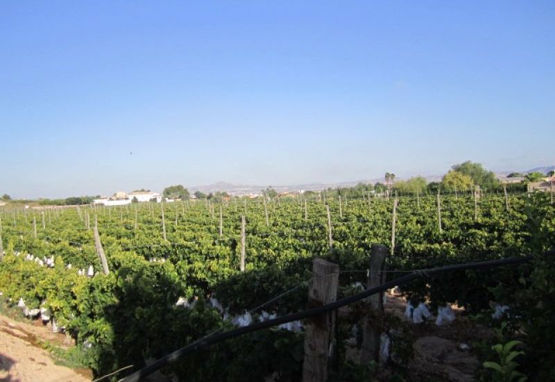 Venta - Terreno - Novelda