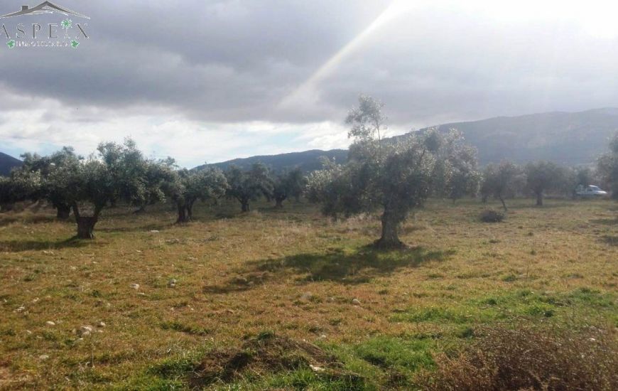 Venta - Terreno - Biar